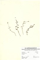 藏品(半邊蓮)的圖片